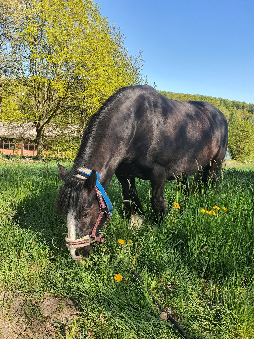Tinker-Stute Layla auf der Weide in Naumburg
